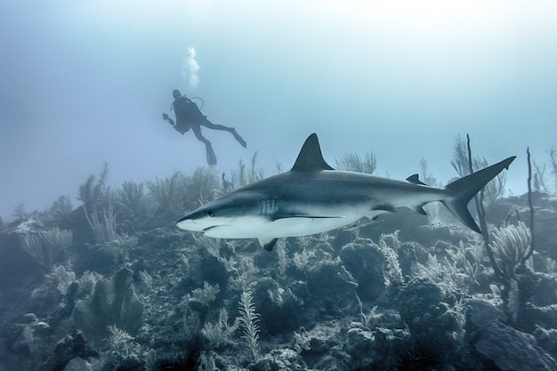 Free photo closeup of a large shark swimming underwater above reefs with a scuba diver in the background