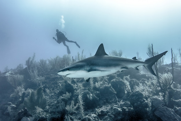 Closeup of a large shark swimming underwater above reefs with a scuba diver in the background