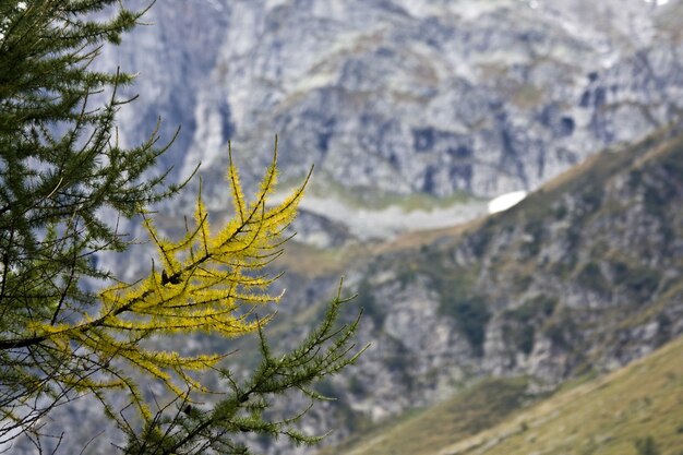 흐릿한 배경으로 햇빛 아래 산으로 둘러싸인 Larix 가지의 근접 촬영