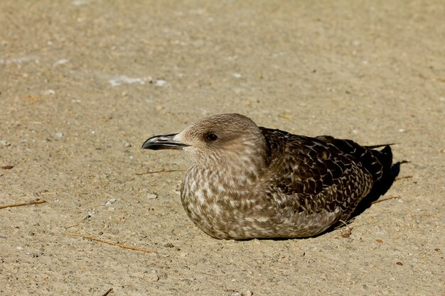 Closeup of a Larus fuscus or lesser black-backed gull outdoors during daylight