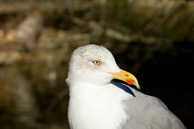 Closeup of a Larus fuscus or lesser black-backed gull outdoors during daylight