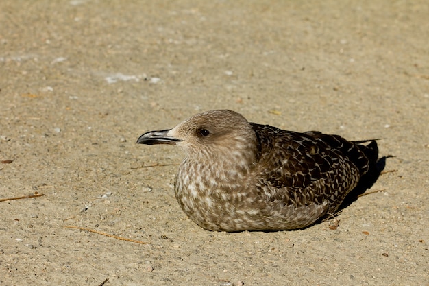 Free photo closeup of a larus fuscus or lesser black-backed gull outdoors during daylight