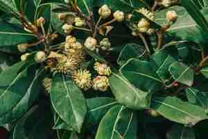 Free photo closeup of laurel blossom laurel trees in turkey in bloom in spring idea for background