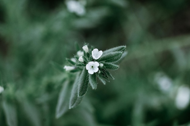 Closeup of leaves of a plant in a garden during the daytime