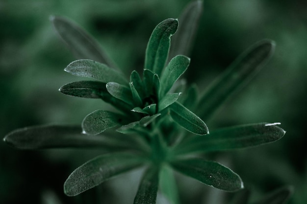 Free photo closeup of leaves of a plant in a garden during the daytime