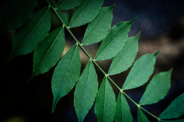 Closeup leaves with blurred background