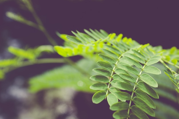 Free photo closeup leaves