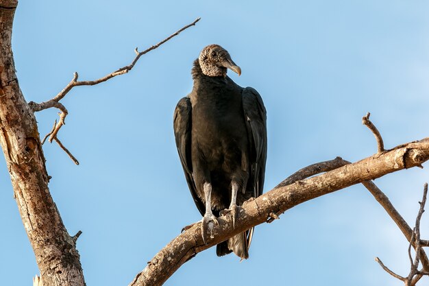 Closeup of a lesser yellow-headed vulture perched on a tree branch under the sunlight
