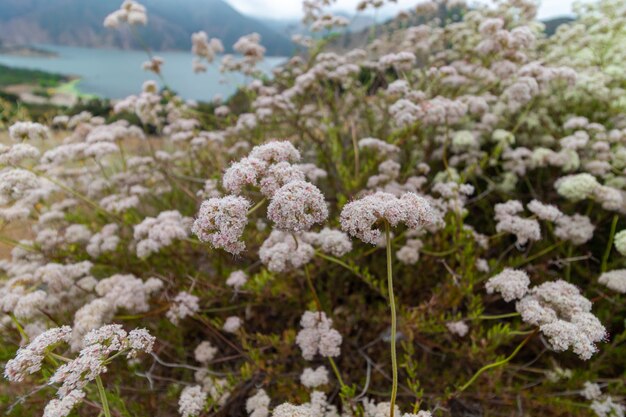 Closeup of light pink-colored flowers captured at the Pyramid Lake in California