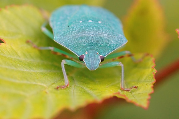 Primo piano su uno shieldbug verde meridionale adulto azzurro, nezara vi