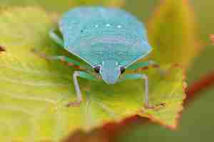 Free photo closeup on a lightblue adult southern green shieldbug, nezara vi