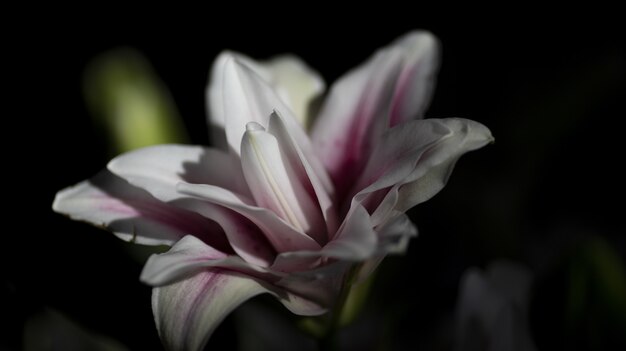 Closeup of a lily under the lights