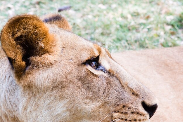 Closeup of lioness in the savannah