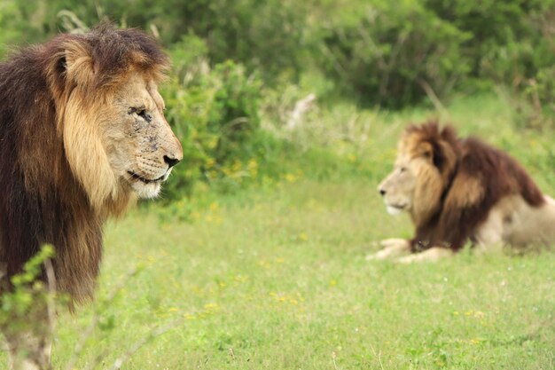 Closeup of lions in a field covered in greenery under the sunlight