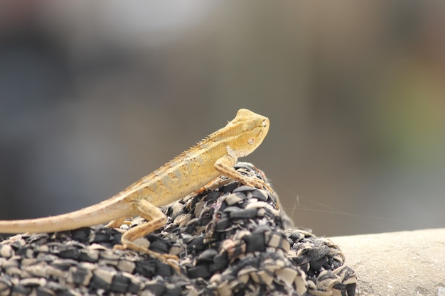 Closeup of a lizard on rocks under the sunlight with a blurry surface