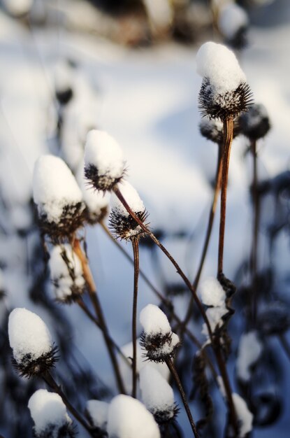 Closeup of long dry plants with thorns covered with the snow