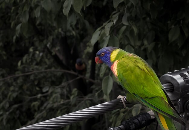 緑に囲まれたロープに座っているヒインコのクローズアップ