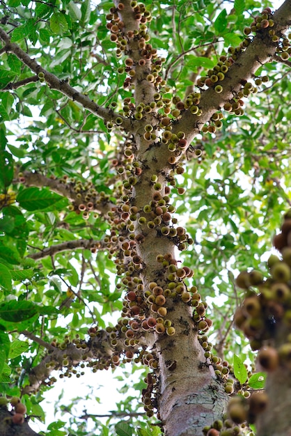 Closeup low angle view of branches of a cluster tree surrounded by thick leaves