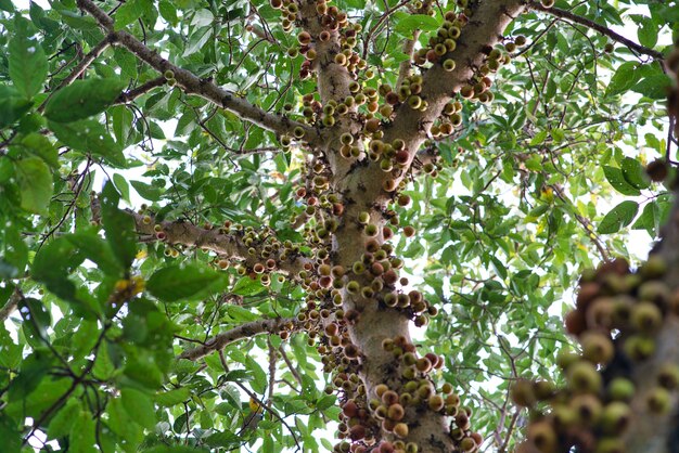 Closeup low angle view of branches of a cluster tree surrounded by thick leaves