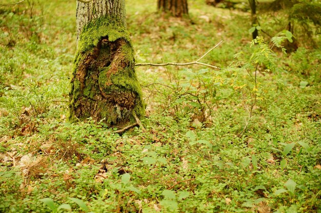 Closeup of the lower part of the trunk of a tree in the woods