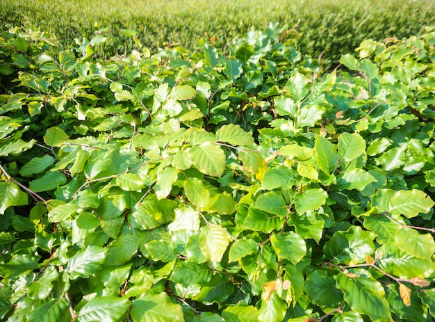 잔디와 부시 대통령의 무성한 녹색 잎의 근접 촬영
