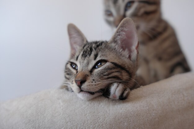 横たわっている小さな猫のクローズアップ