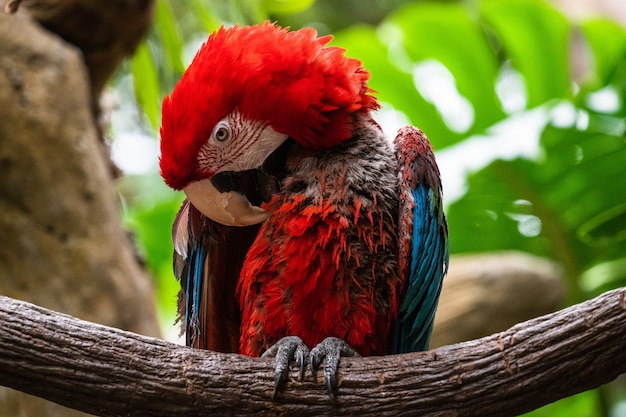 Closeup of a Macaw parrot perched on a branch