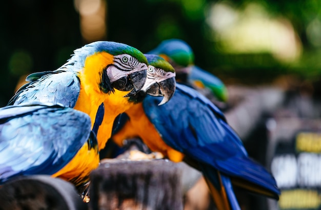 흐릿한 배경에 녹지와 햇빛 아래 Macaws의 근접 촬영