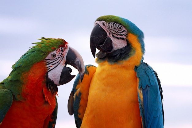 Closeup of Macaws