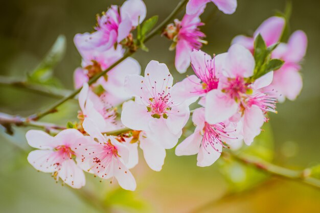 Closeup macro  of a beautiful cherry blossom flower