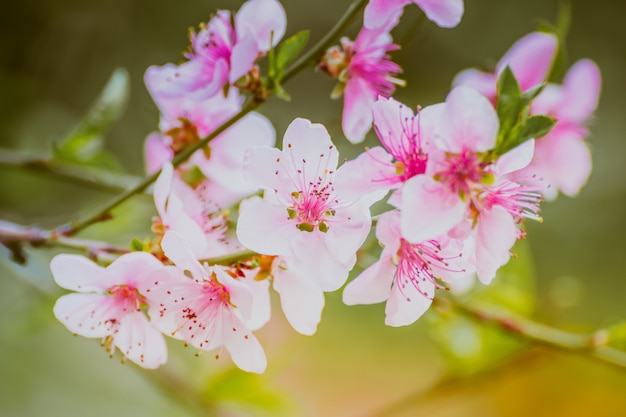 Closeup macro  of a beautiful cherry blossom flower