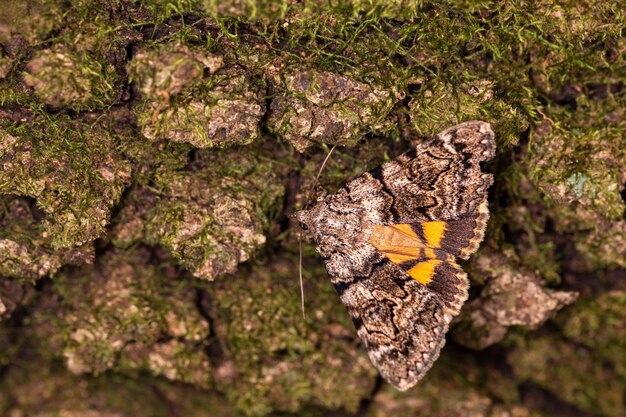 Closeup macro shot of Catocala Conversa moth in a natural environment