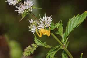 Foto gratuita ripresa macro del primo piano di un minuscolo ragno giallo che striscia su un fiore