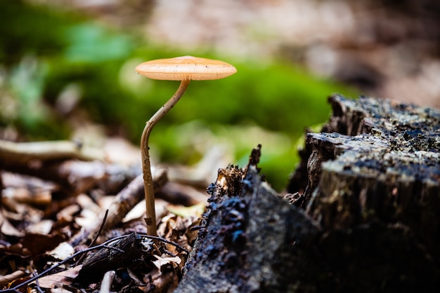 Closeup of a magic mushroom growing in a forest under the sunlight