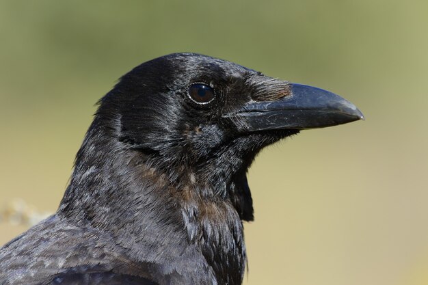 Closeup of magnificent raven with black eyes