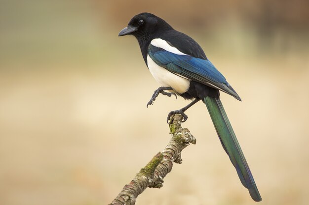 Closeup of a magpie standing on one leg on a branch against a blurry background