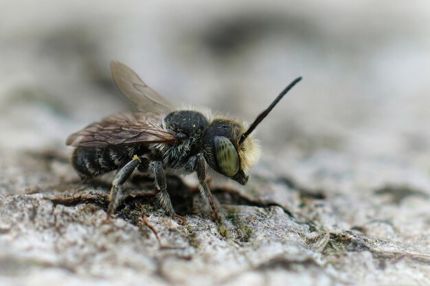 Крупный план самца пчелы-листорезы люцерны, Mehachile rotu