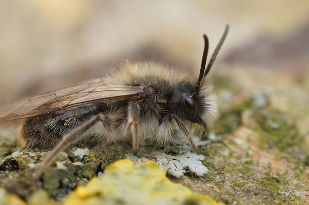 Closeup of a male of an endangered Dawn mining bee on a mossy surface