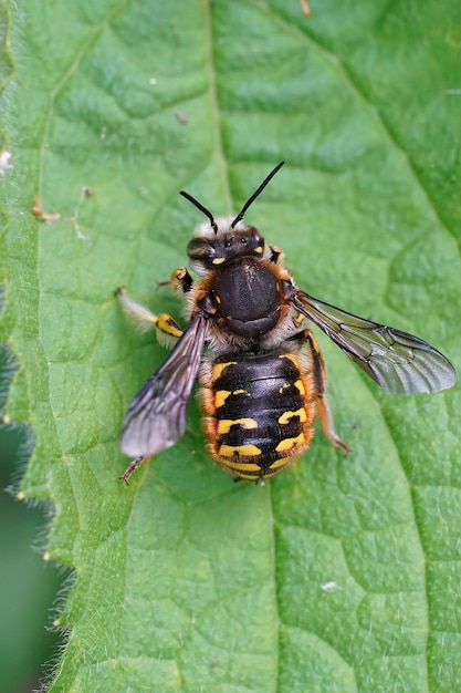 Крупный план самца европейской шерстяной пчелы-кардера