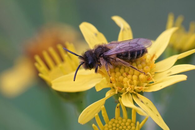 노란색 꽃에 자리 잡은 노란색 다리가 있는 수컷 광산 꿀벌 Andrena flavipes의 근접 촬영