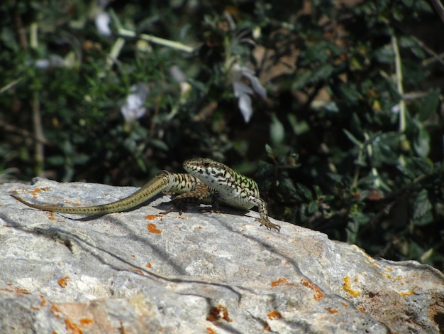 몰타의 햇빛 아래 바위에 몰타 벽 도마뱀의 근접 촬영