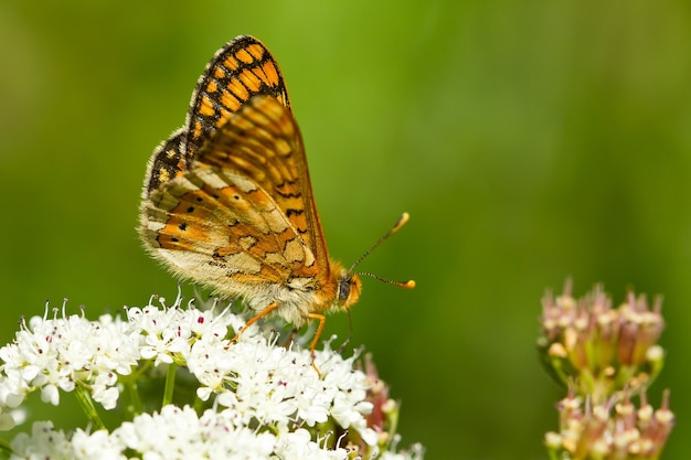 Closeup of a Marsh fritillary butterfly on the plant