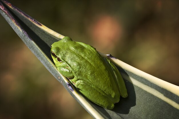 Closeup of a Mediterranean tree frog in a leaf under the sunlight