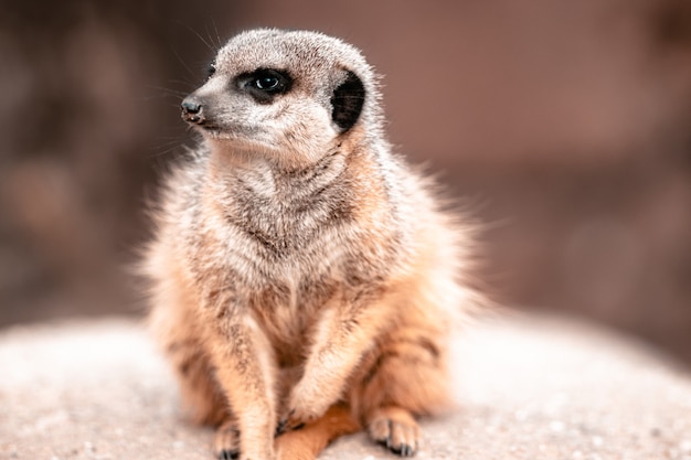 Closeup of a Meerkat sitting on a rock under the sunlight