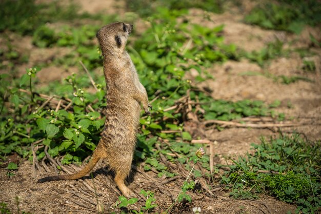Closeup of a meerkat standing on the ground covered in greenery under the sunlight