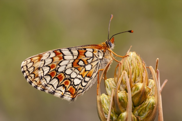 Крупным планом melitaea phoebe на растении под солнечным светом с размытым фоном