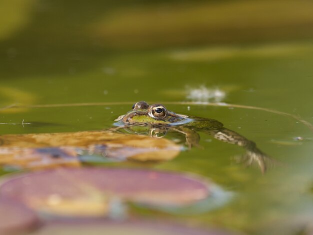 Closeup of a Mink frog in the water under the sunlight with a blurry background