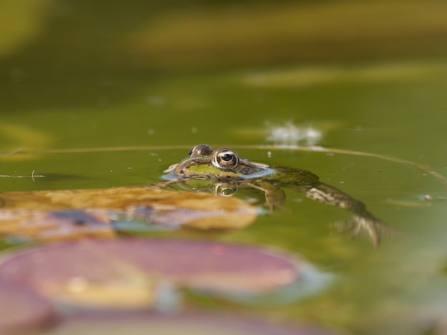 Closeup of a Mink frog in the water under the sunlight with a blurry background