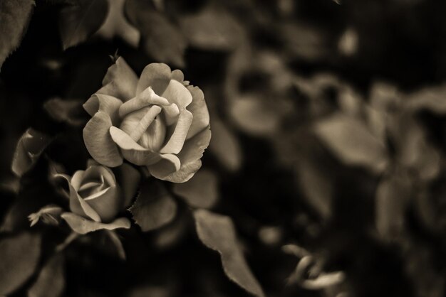 Closeup monochrome shot of a rose growing in a garden