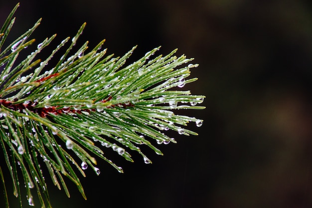 Closeup of morning dew on a branch of a green pine tree